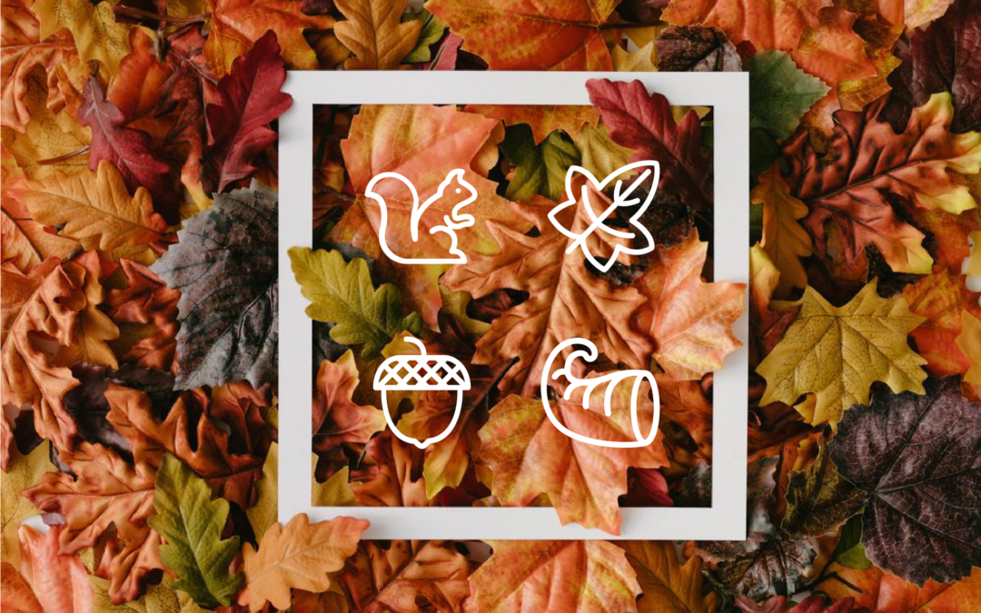 Fall Icon and Photo Collections