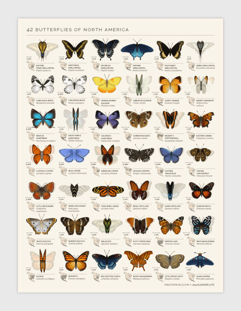 types of North American butterflys