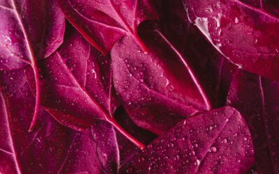 Pantone’s 2023 Color of the Year