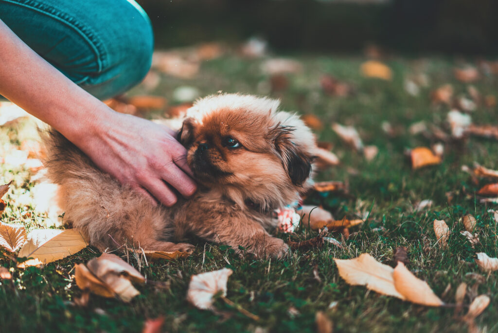 stock photo of cute puppy laying in the grass